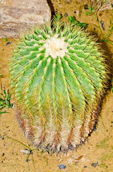 Echinocactus Grusonii Kaktüsü, Tayland.