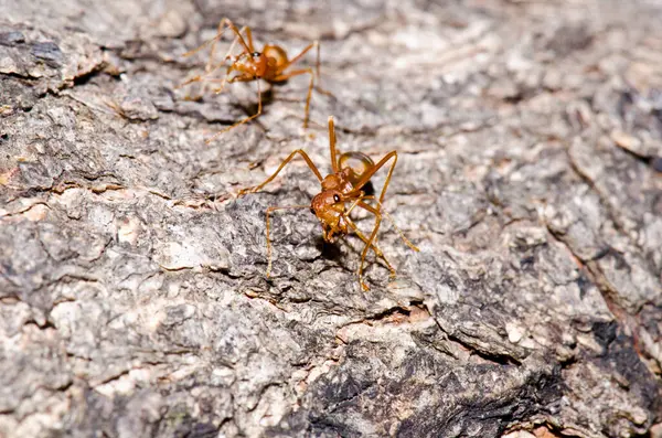 Ağaçta kırmızı karınca, Tayland.
