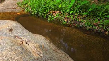 Chiang Mai Eyaleti, Doi Suthep Pui Ulusal Parkı 'ndaki Wang Bua Ban Şelalesi' nde küçük bir dere akıntısı. Tayland, ormandaki temiz bir dere manzarası..