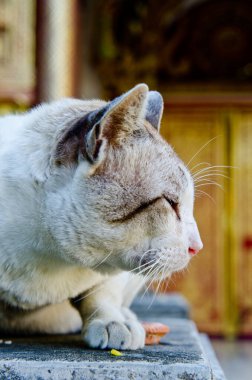 Tayland Tayland beyaz kedi portresi.