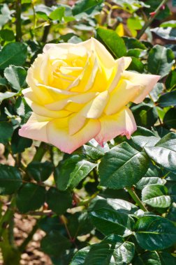 Close up of yellow rose, Thailand.
