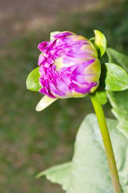 Genç Dahlia çiçeğine yakın çekim, Tayland.