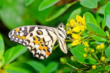 Beautiful butterfly on flower in public park, Thailand.