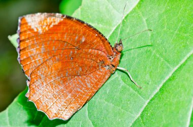 Beautiful butterfly on flower in public park, Thailand.