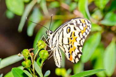 Beautiful butterfly on flower in public park, Thailand.