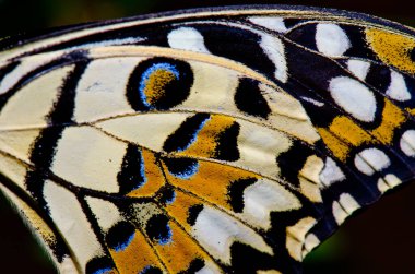 Kelebek kanadının dokusu, Tayland.