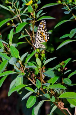 Beautiful butterfly on flower in public park, Thailand.