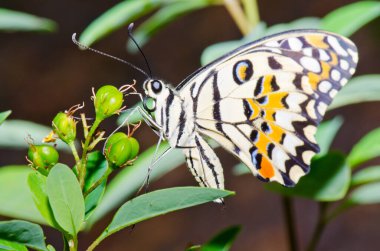 Beautiful butterfly on flower in public park, Thailand.