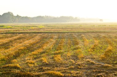 Sabah ışığında pirinç tarlası, Tayland.