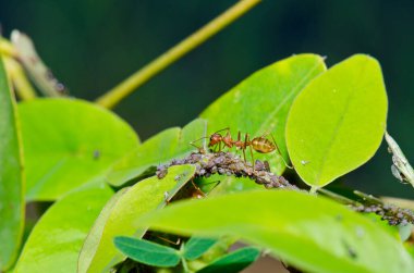 Ağaçta kırmızı karıncalar, Tayland.