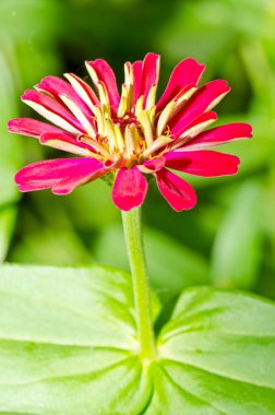 Tayland 'daki pembe zinnia çiçeğini kapat..