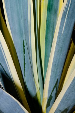 Bir paket Agave guiengola Haw. bitki, Tayland