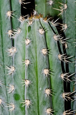 Çok sayıda kaktüs dikenini kapatın, Tayland.
