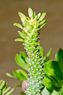 Monodenium guentheri Pax kaktüsünün kapağı, Tayland.