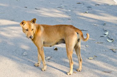 bahçede, Tayland Tayland köpek.