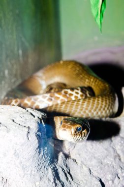 Tayland 'daki Hint-Çin Fare Yılanı' nı kapatın..