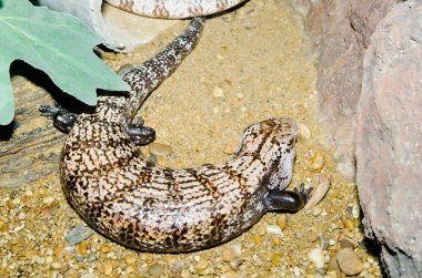 Tayland 'ın mavi dilli kertenkelesine yakın durun..