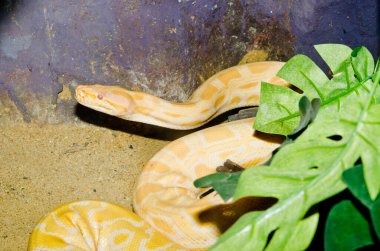 Tayland 'daki Golden Thai Python Yılanı' na yakın..