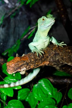 Yeşil Basilisk, Tayland 'a yakın..