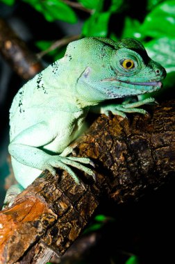 Yeşil Basilisk, Tayland 'a yakın..
