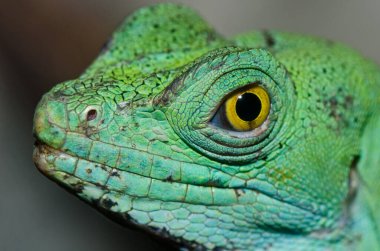 Yeşil Basilisk 'in baş görüntüsü, Tayland.