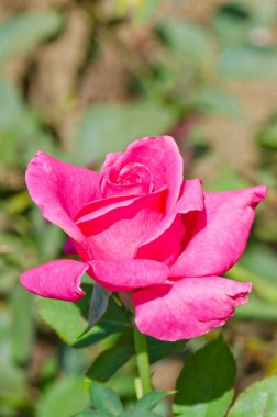 Close up of pink rose, Thailand.