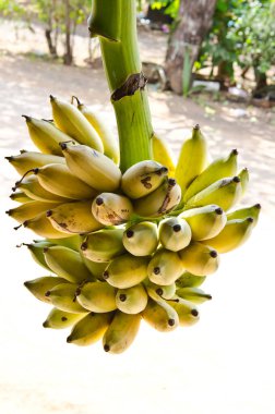 Pazarda muz, Tayland.