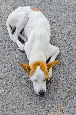 Taylandlı köpek parkta, Tayland.