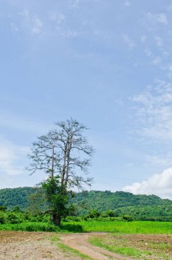 Dağlı ve mavi gökyüzü olan ağaç, Tayland.