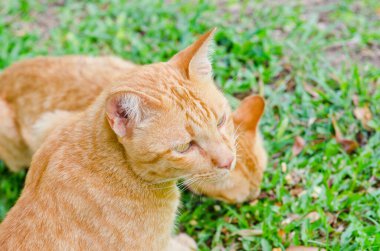 Tay kedisi nin portresi, Tayland.