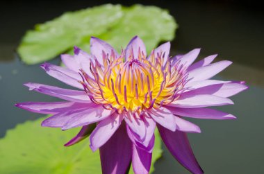 Menekşe nilüferinin yakın çekimi, Tayland.