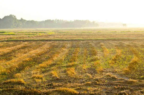 Sabah ışığında pirinç tarlası, Tayland.