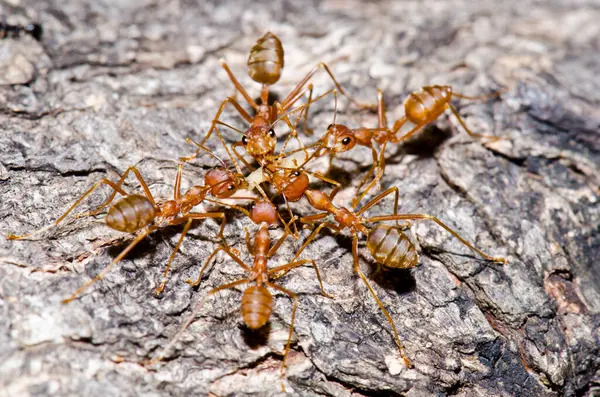 Ağaçta kırmızı karıncalar, Tayland.