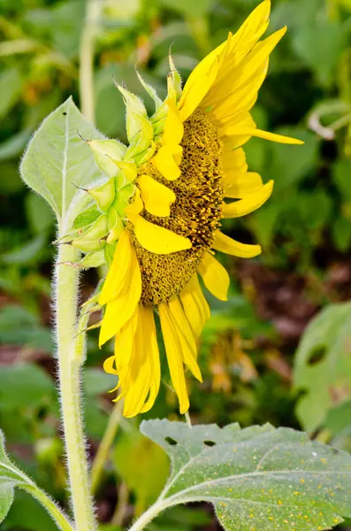 Tayland 'da ayçiçeğine yakın çekim
