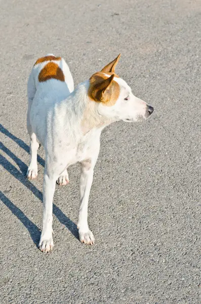 Taylandlı köpek parkta, Tayland.