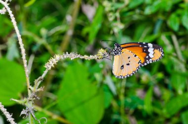 Yeşil arka planda turuncu bir kelebek, Tayland.