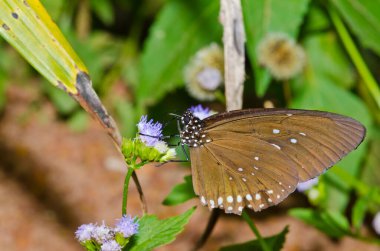 Pang Si-Da Ulusal Parkı 'nda kahverengi kelebek, Sakaeo, Thiland