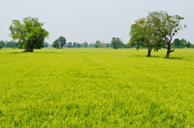 Ağaçlı yeşil pirinç tarlası, Tayland.