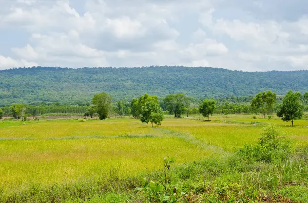 Mavi gökyüzü ile yeşil alan, Tayland.