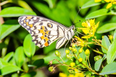 Tayland, halk parkında güzel bir kelebek