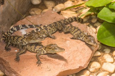 Genç Siyam Timsahı Rock, Tayland 'da