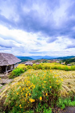 Pa Bong Piang Rice Terraces at Chiang Mai Province, Thailand.