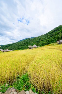 Pa Bong Piang Rice Terraces at Chiang Mai Province, Thailand.