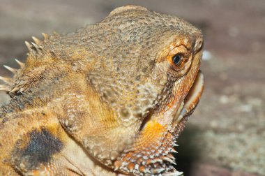 Sakallı Ejderhaların Başı, Tayland.