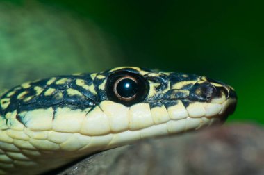 Tayland hayvanat bahçesindeki Yeşil Ağaç Yılanı 'na yakın çekim