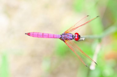 Yeşil ekranlı yusufçuk, Tayland.