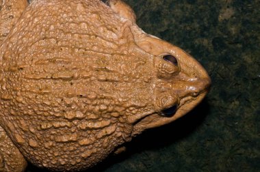 Tayland Kurbağası, Tayland.