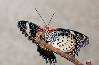 Gri ekranda bir kelebek, Tayland.