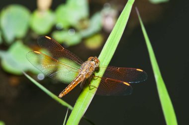 Tayland 'da kahverengi yusufçuğa yakın çekim.