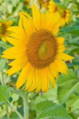 Tayland 'da ayçiçeğine yakın çekim